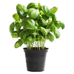 Supermarché PA Basil Plant per unit