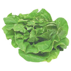 Supermarché PA Boston Lettuce per unit