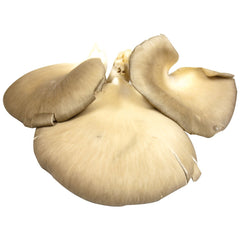 Supermarché PA Oyster Mushrooms 100g