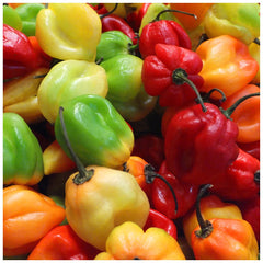 Supermarché PA Scotch Bonnet Peppers approx. package 100g